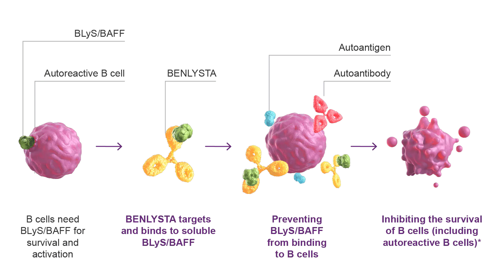 Diagram of how BENLYSTA targets BLyS/BAFF, an underlying cause of lupus and lupus nephritis