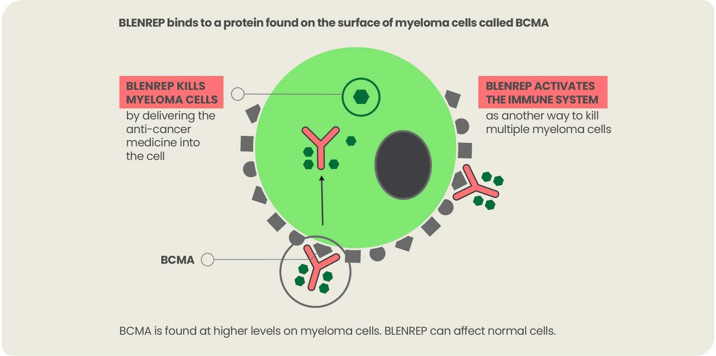 How BLENREP works graphic