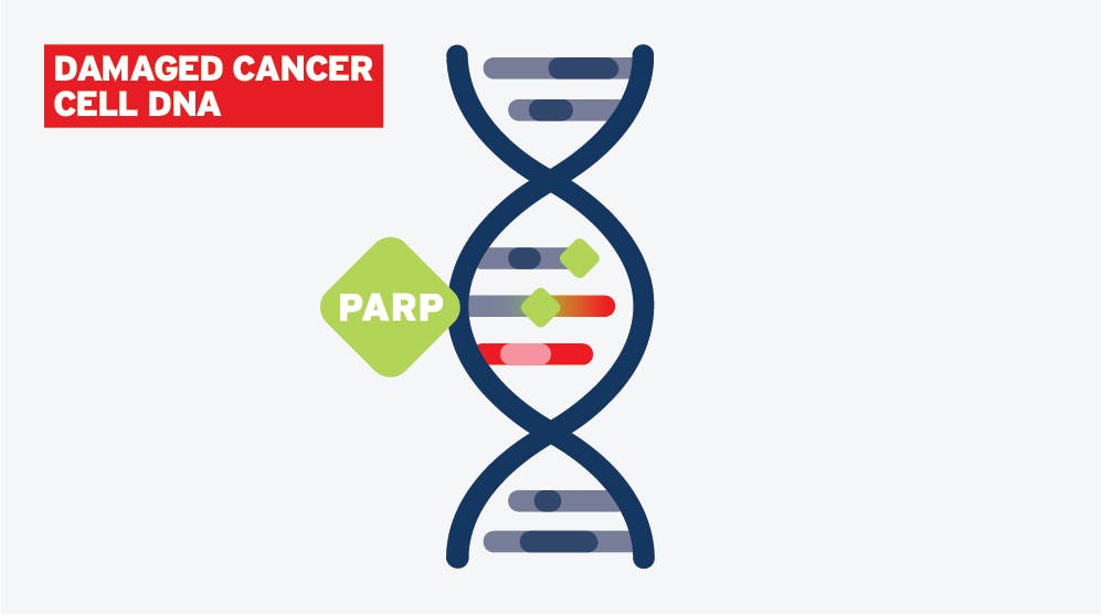 Damaged Cancer Cell DNA - PARP Step 1 Infographic