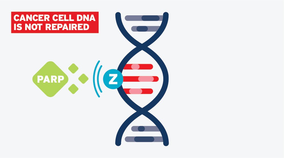 Cancer Cell DNA is not repaired - PARP Step 2 Infographic