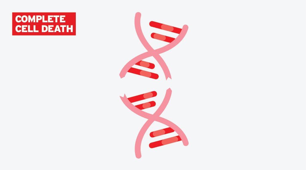 Complete Cell death - PARP Step 3 Infographic