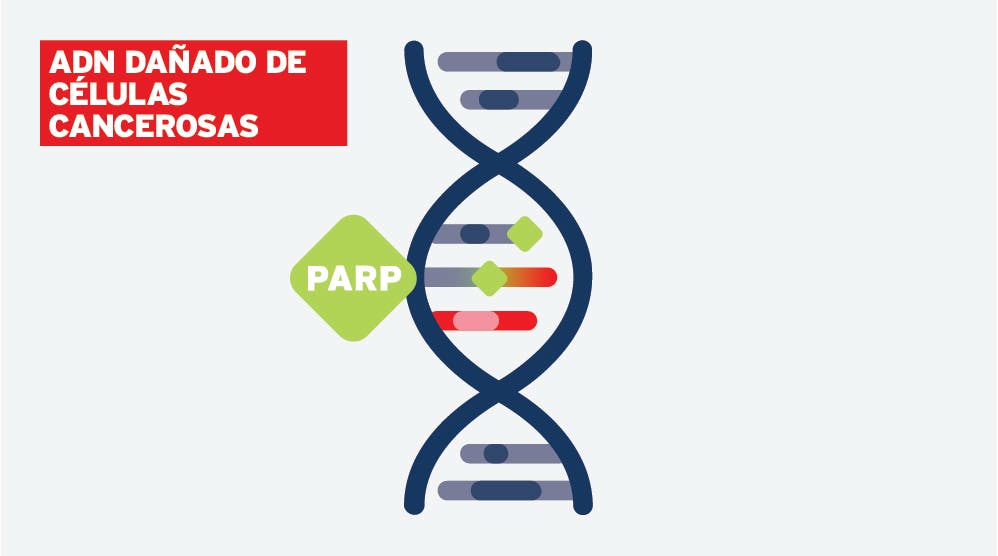 ADN dañado - infografía del paso 1