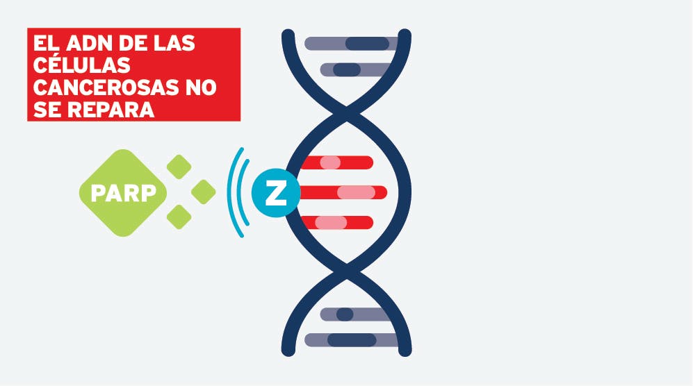 El ADN no se repara - infografía del paso 2