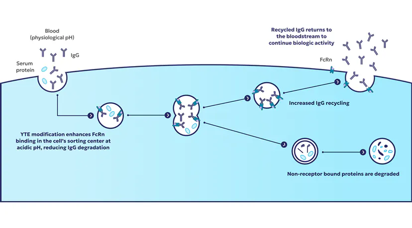 Effects of YTE modification on IgG biologic recycling extend antibody half-life Effects of YTE modification on IgG biologic recycling extend antibody half-life