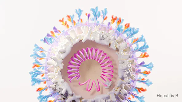 Illustration of hepatitis B virus