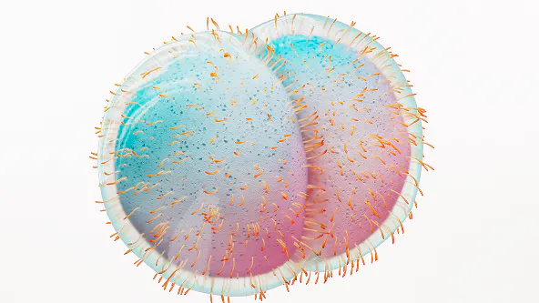 Illustration of meningococcal bacterium