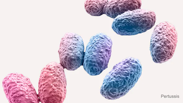 Illustration of pertussis bacterium
