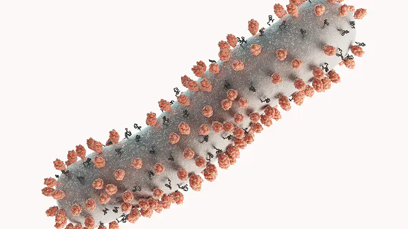 Illustration of respiratory syncytial virus