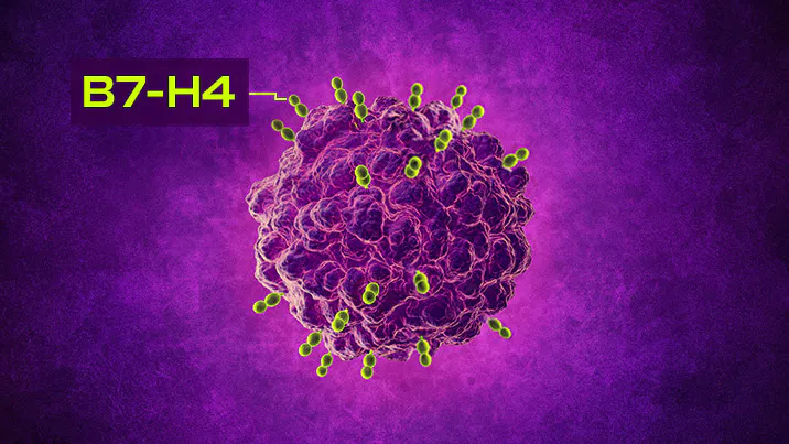 A tumor cell highlighting the B7-H4 surface protein. A tumor cell highlighting the B7-H4 surface protein.