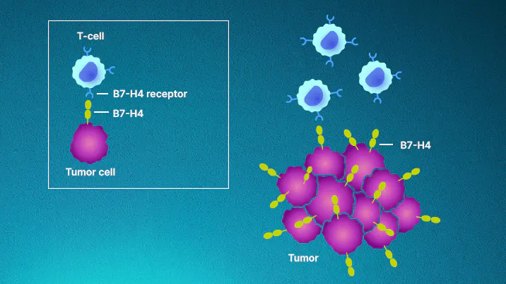 Tumor immune evasion infographic. Tumor immune evasion infographic.