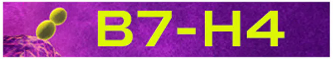 B7-H4 logo.