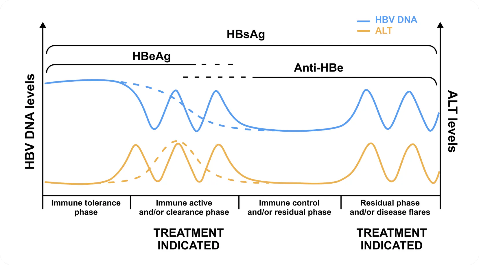 Chronic hepatitis B phases image Chronic hepatitis B phases