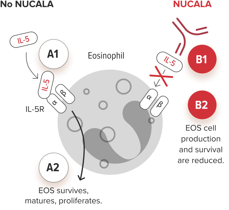 Diagram showing how NUCALA (mepolizumab) targets eosinophils Diagram showing how NUCALA (mepolizumab) targets eosinophils