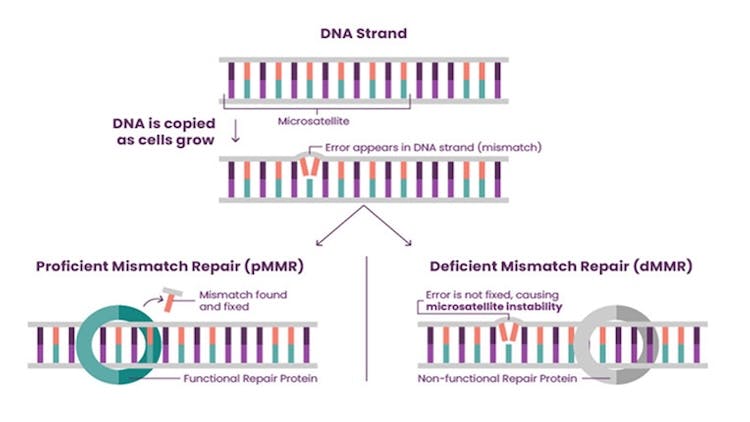 How mismatch repair (MMR) works during DNA copying and cell growth: proficient MMR (pMMR) corrects copying errors, while deficient MMR (dMMR) causes errors to build up, leading to microsatellite instability (MSI), a biomarker linked to endometrial cancer