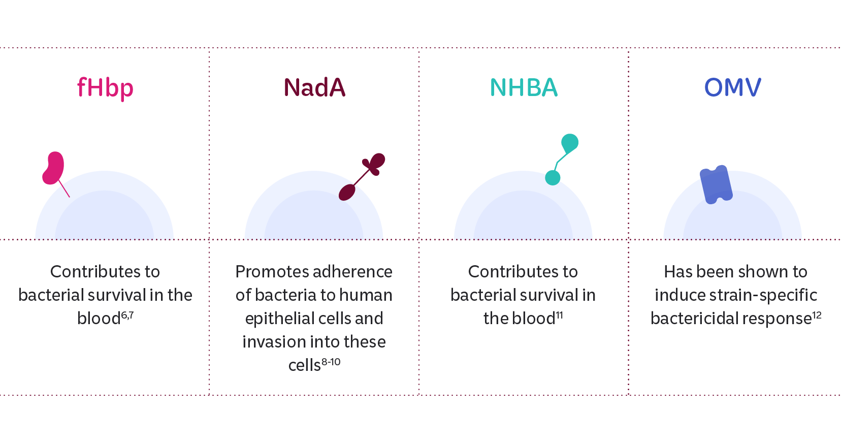 MenB Antigens Graphic Infographic describing the roles of MenB antigenic components