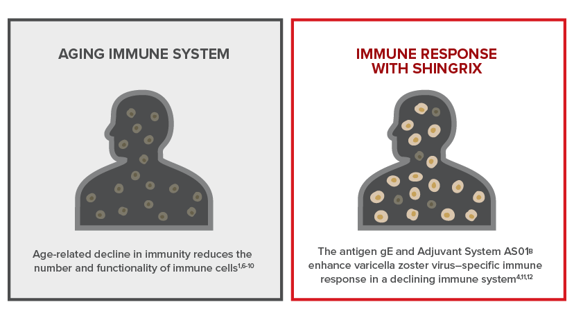 Image: Aging immune system versus immune response with SHINGRIX
