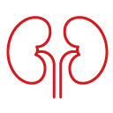 Kidneys icon