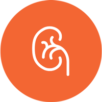 Über das Multiple Myelom
