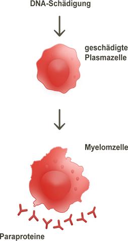 Über das Multiple Myelom