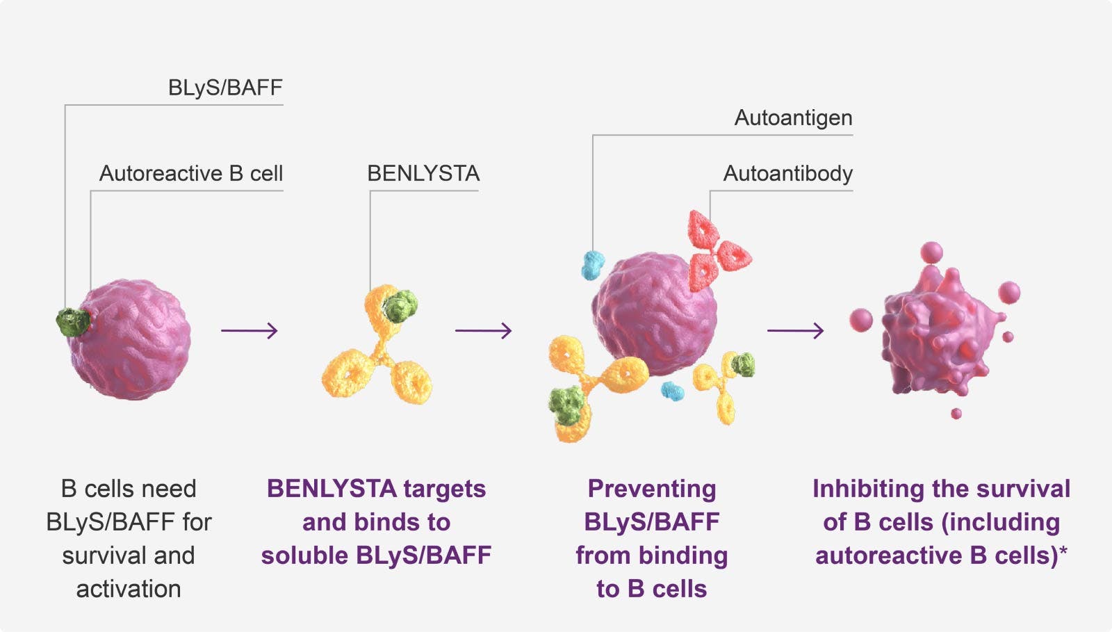 Image: Mechanism of action for BENLYSTA