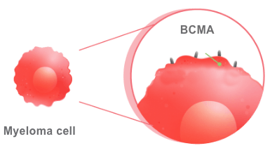 BCMA is a protein found on the surface of myeloma cells