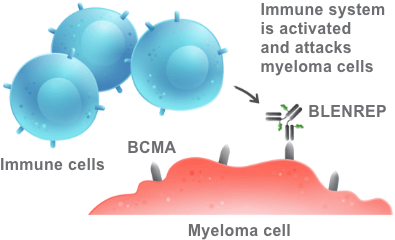 BLENREP attracts immune cells