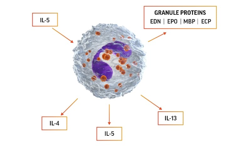 Eosinophil activation diagram