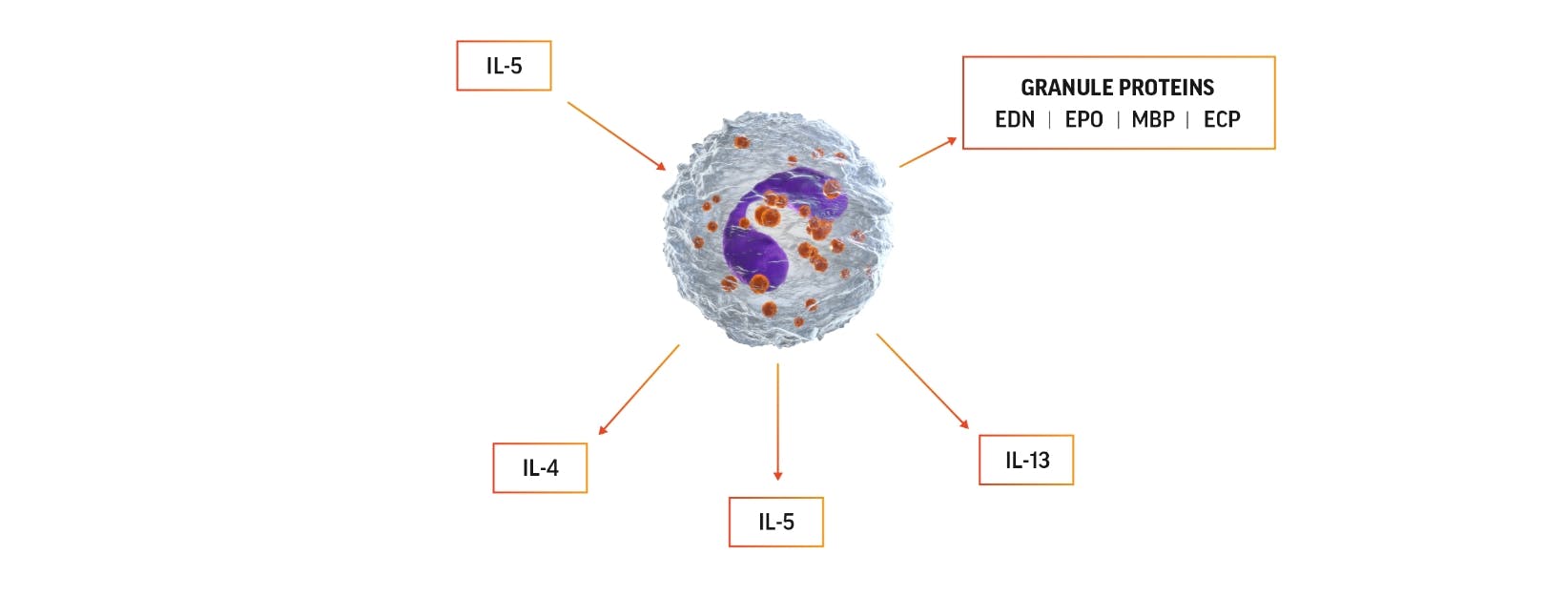 Eosinophil activation diagram