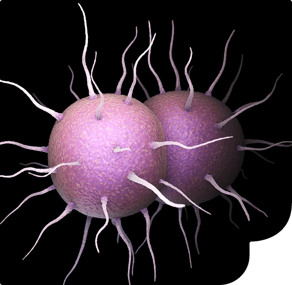 Imagem que ilustra a aparência de um agente da meningite.