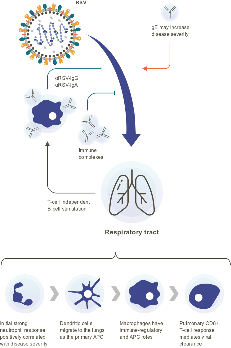 RSV, Pathogenesis, Inflammation