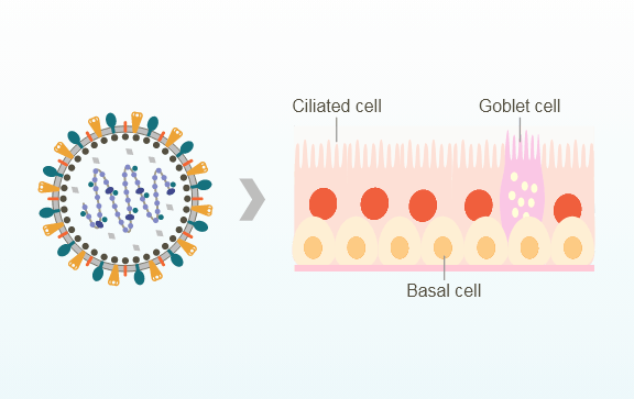 RSV, Pathogenesis, Inflammation