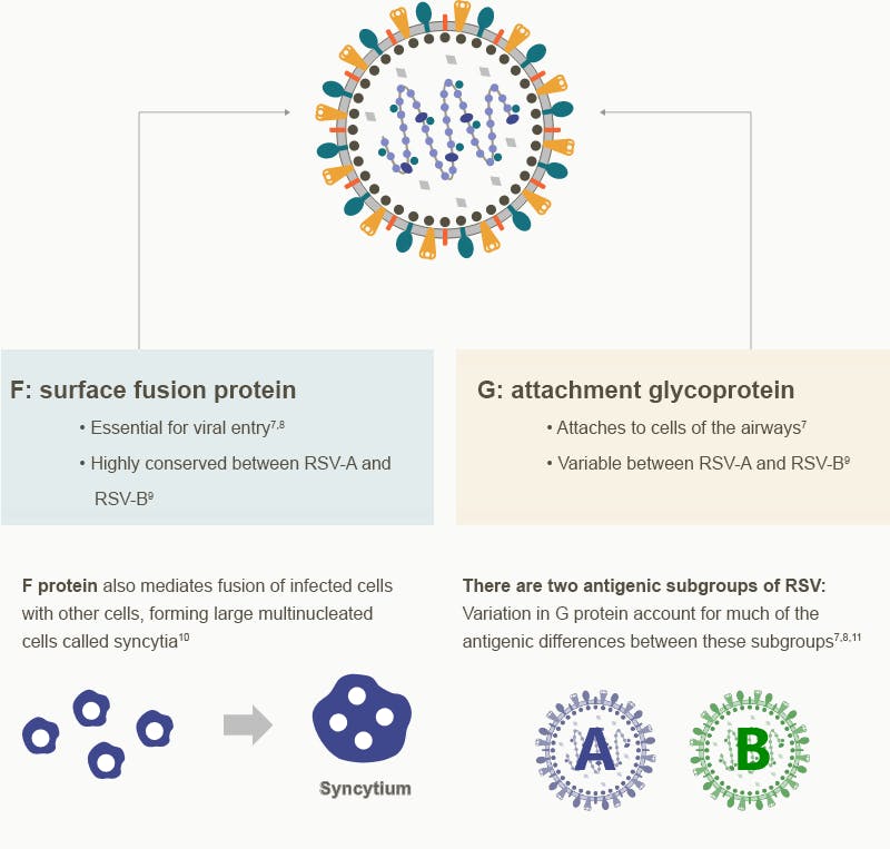 Glycoprotein, Protein, RSV