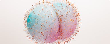 Image: Meningococcal bacteria