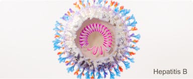 Image: Hepatitis B Virus Image: Hepatitis B Virus