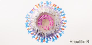 Image: Hepatitis B Virus Image: Hepatitis B Virus