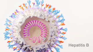 Illustration of hepatitis B virus