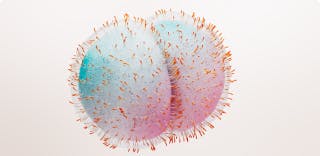 Image: Meningococcal bacteria