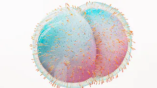 Illustration of meningococcal bacterium