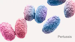 Illustration of pertussis bacterium