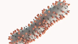 Illustration of respiratory syncytial virus