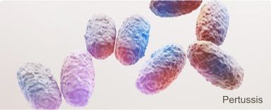 Image: Pertussis Image: Pertussis
