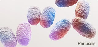 Image: Pertussis Image: Pertussis
