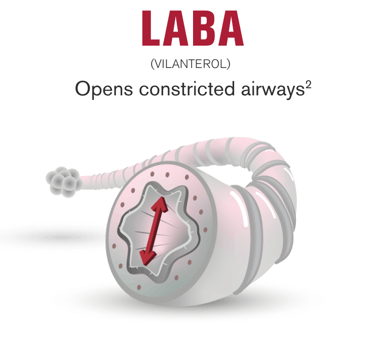 LABA opens constricted airways