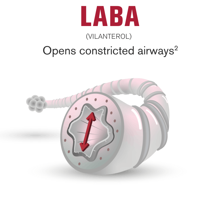 LABA opens constricted airways LABA opens constricted airways