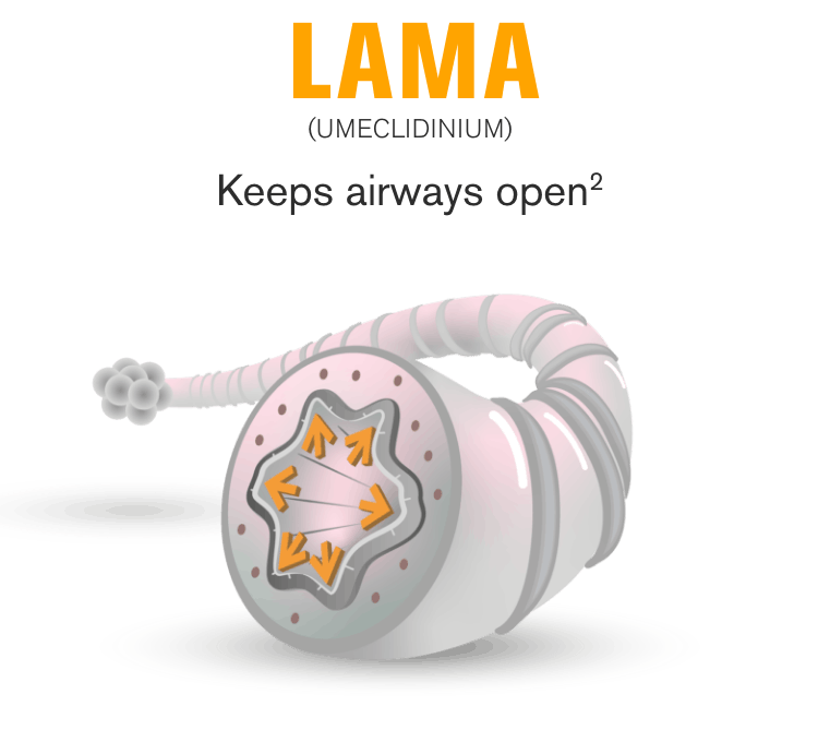 LAMA keeps the airways open