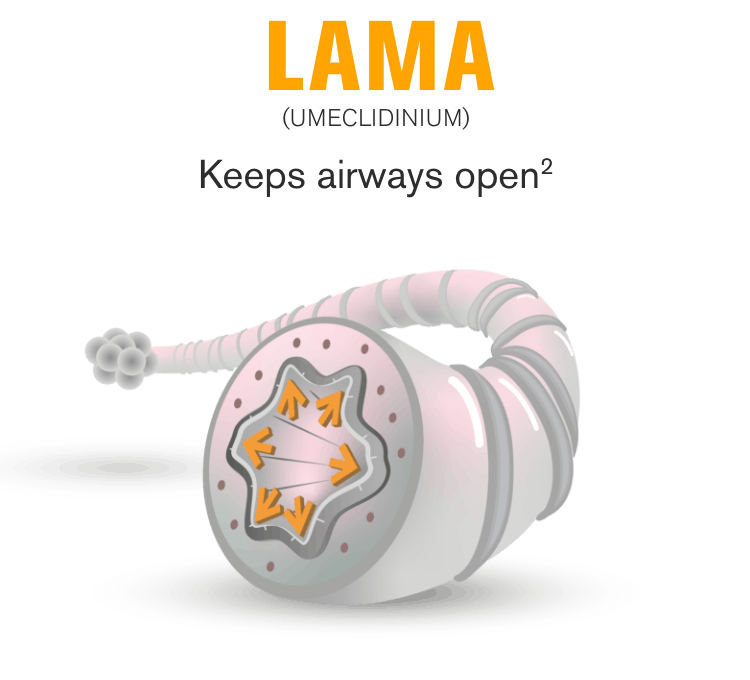 LAMA keeps the airways open LAMA keeps the airways open