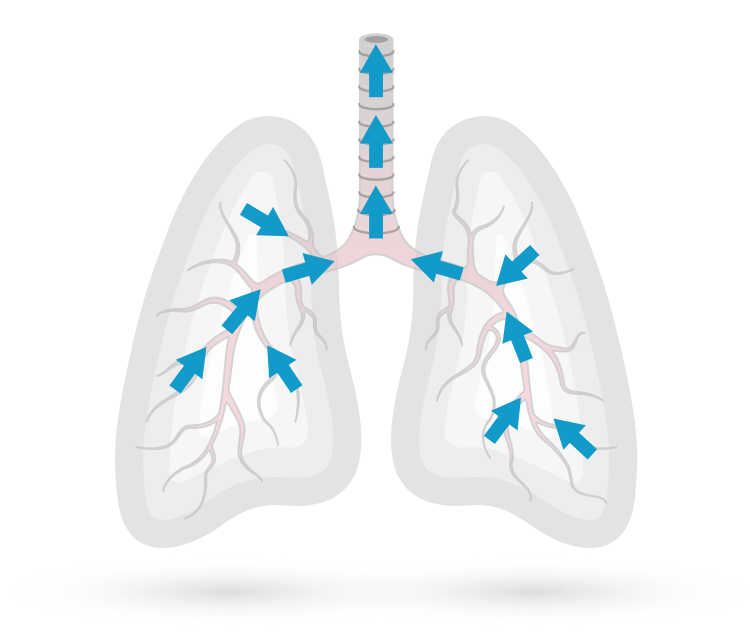 Airflow through lungs