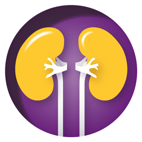 Icon: Kidneys 