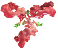 Image showing BLENREP multimodal mechanism of action