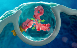 Image of BLENREP mechanism of action: Specifically binds to BCMA